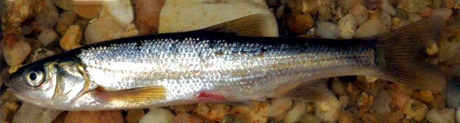 Achondrostoma salmantinum_02.jpg